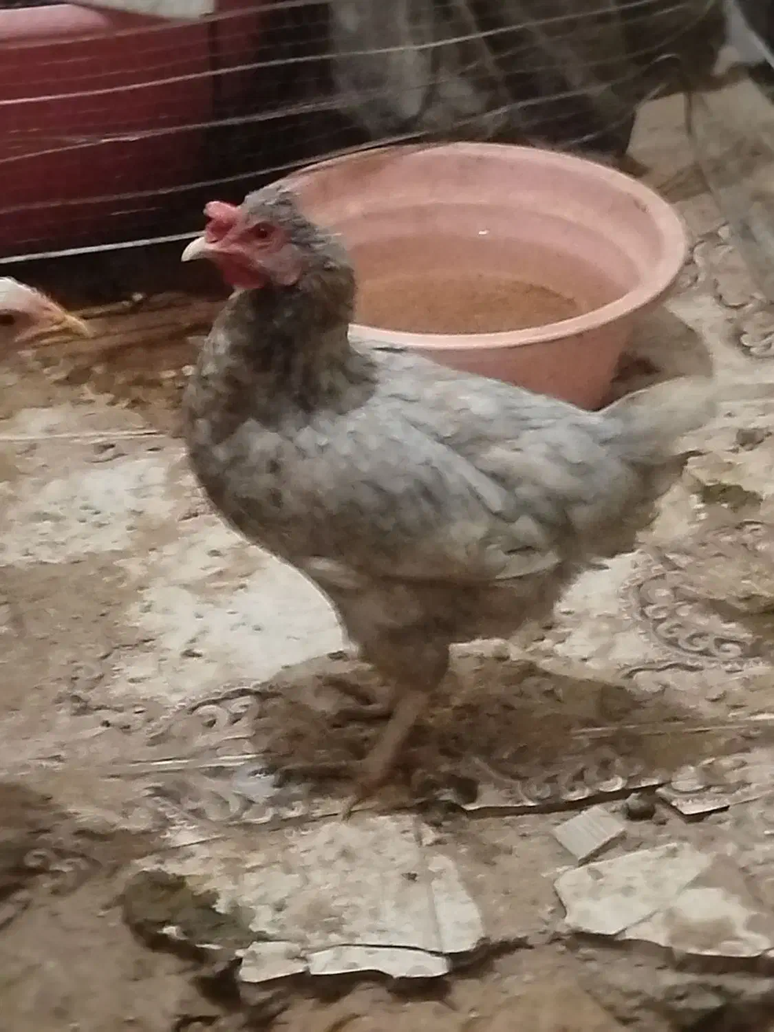 مرغ و جوجه خروس|حیوانات مزرعه|رباط‌کریم, الارد|دیوار