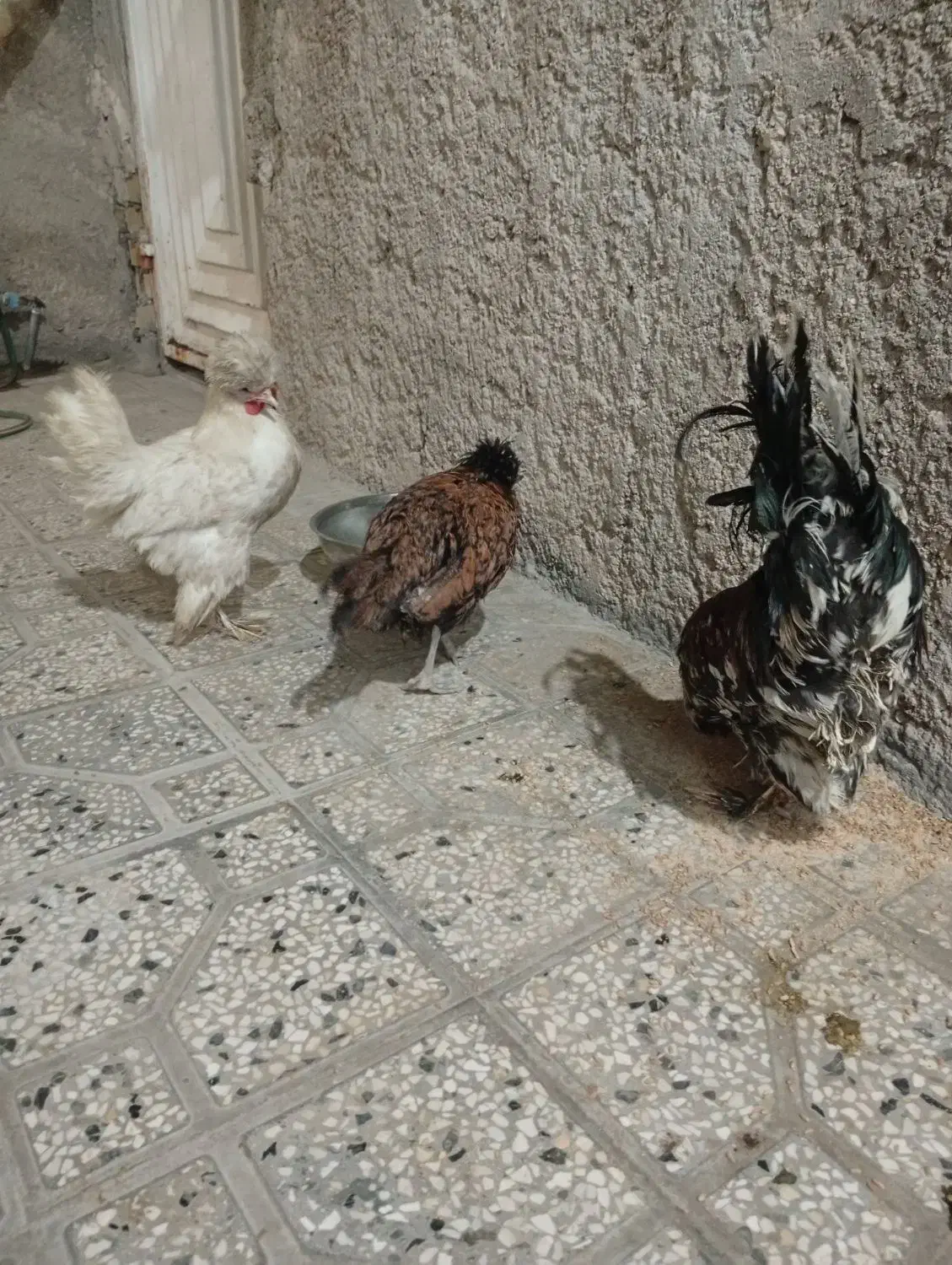 مرغ خروس سلطان|حیوانات مزرعه|شیراز, نصرآباد|دیوار
