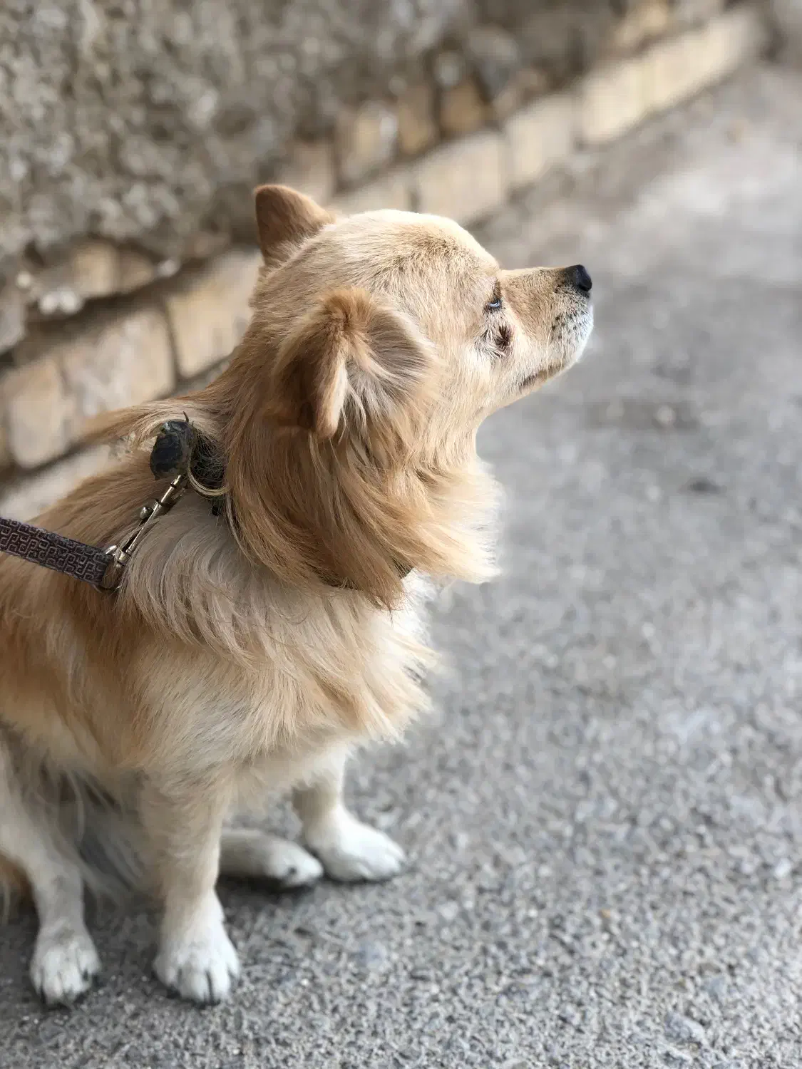 پامر روباهی|سگ|اقلید, |دیوار