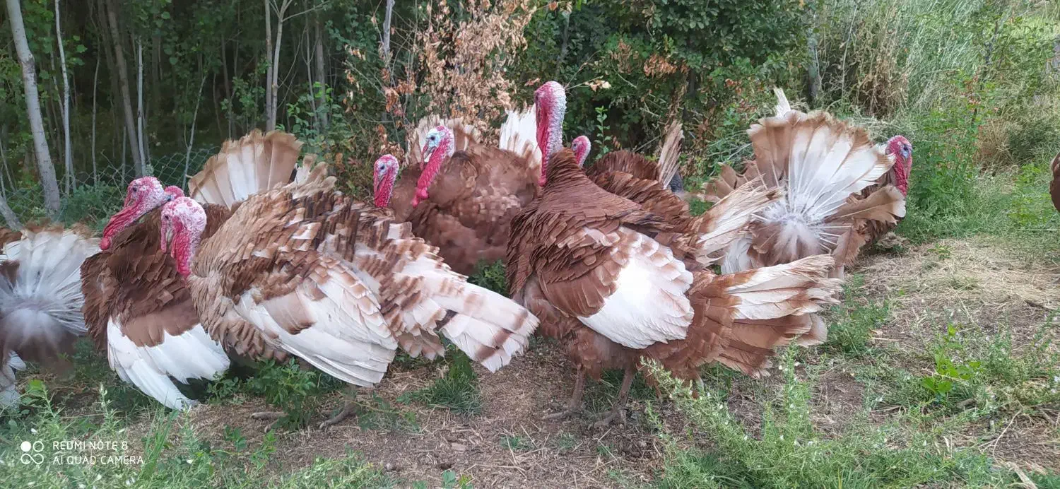 بوقلمون|حیوانات مزرعه|مریوان, |دیوار