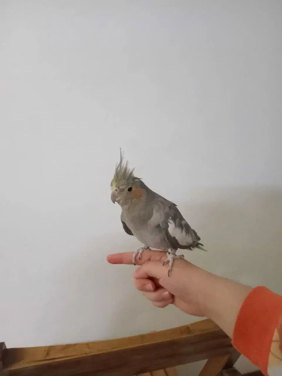 عروس هلندی سالم رودهن مهرآباد|پرنده|رودهن, |دیوار