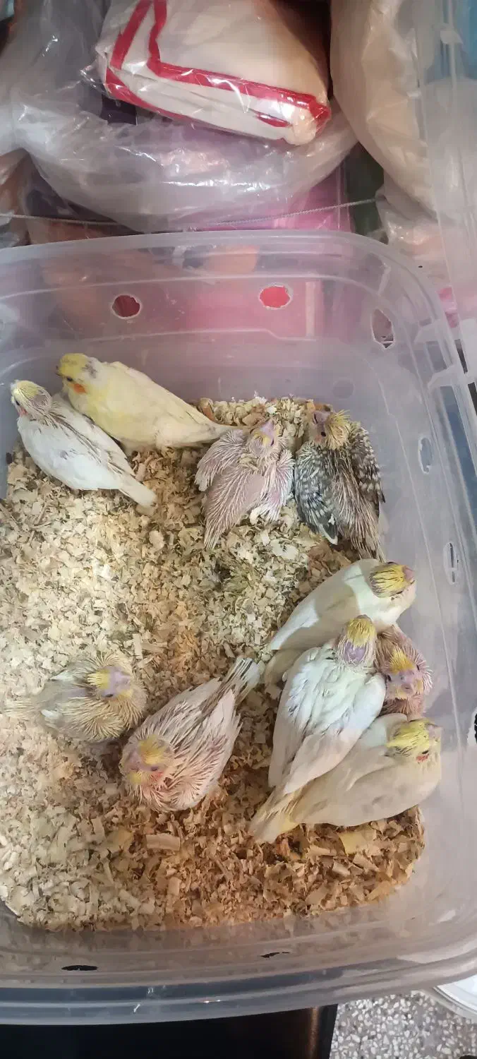 جوجه عروس هلندی|پرنده|مشهد, شهید آوینی|دیوار