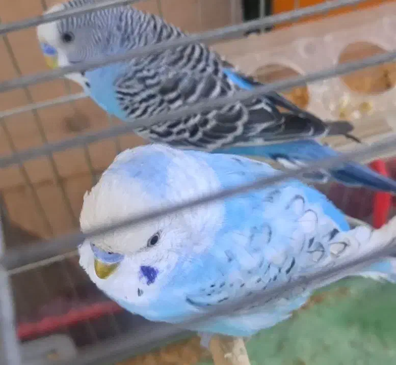 مرغ عشق|پرنده|تبریز, |دیوار