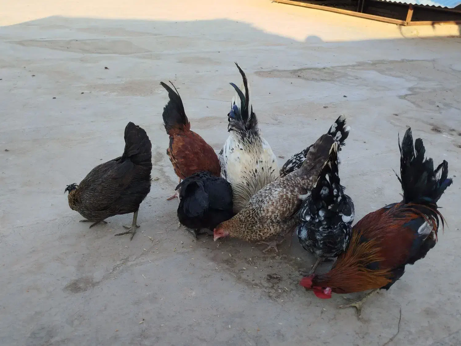 مرغ|حیوانات مزرعه|سوسنگرد, |دیوار