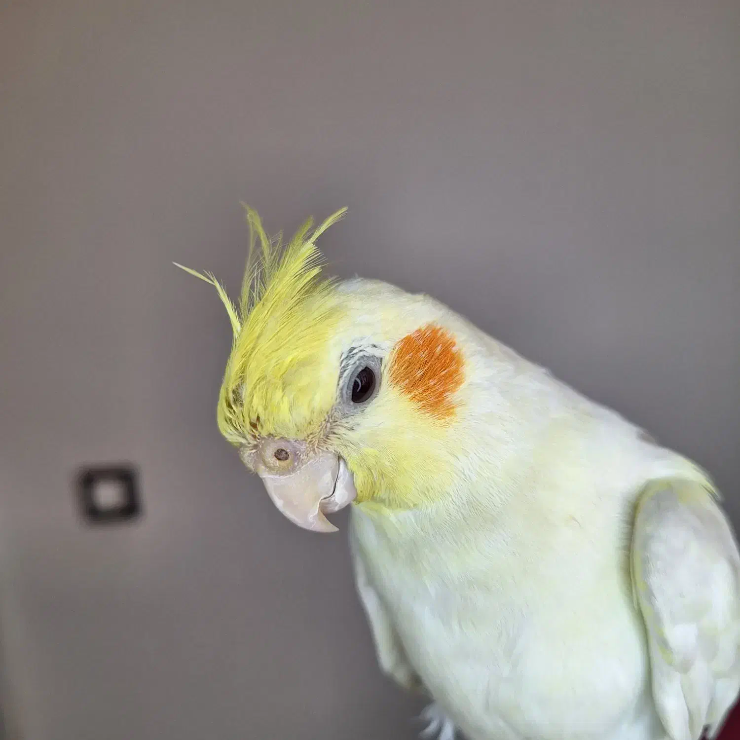 عروس هلندی 8 ماه|پرنده|فردیس, شهرک ناز|دیوار