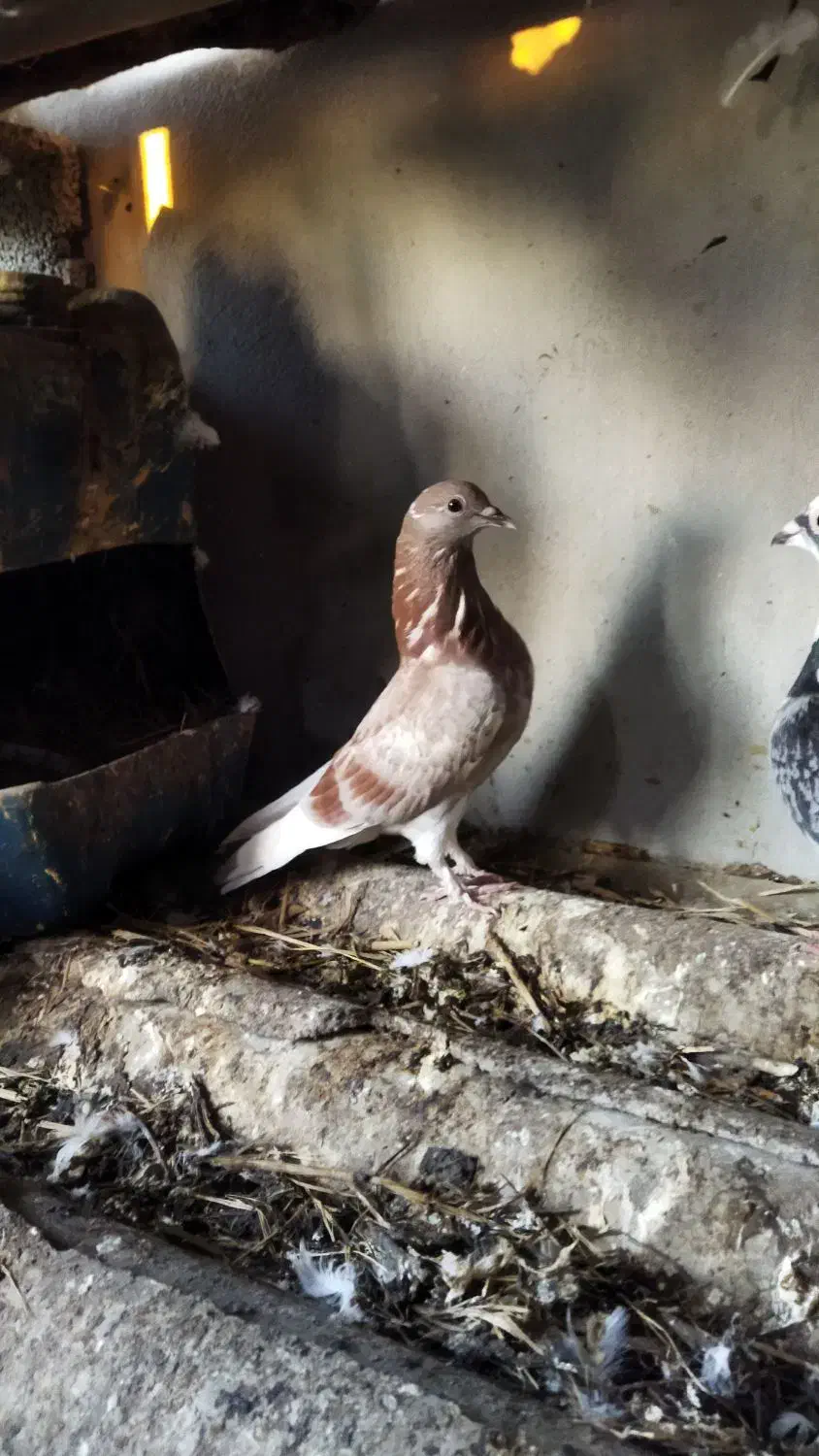 کبوتر مسافتی|پرنده|آمل, |دیوار