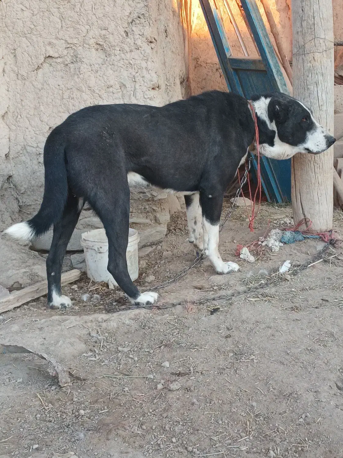 سگ گله و نگهبان|سگ|رزن, |دیوار