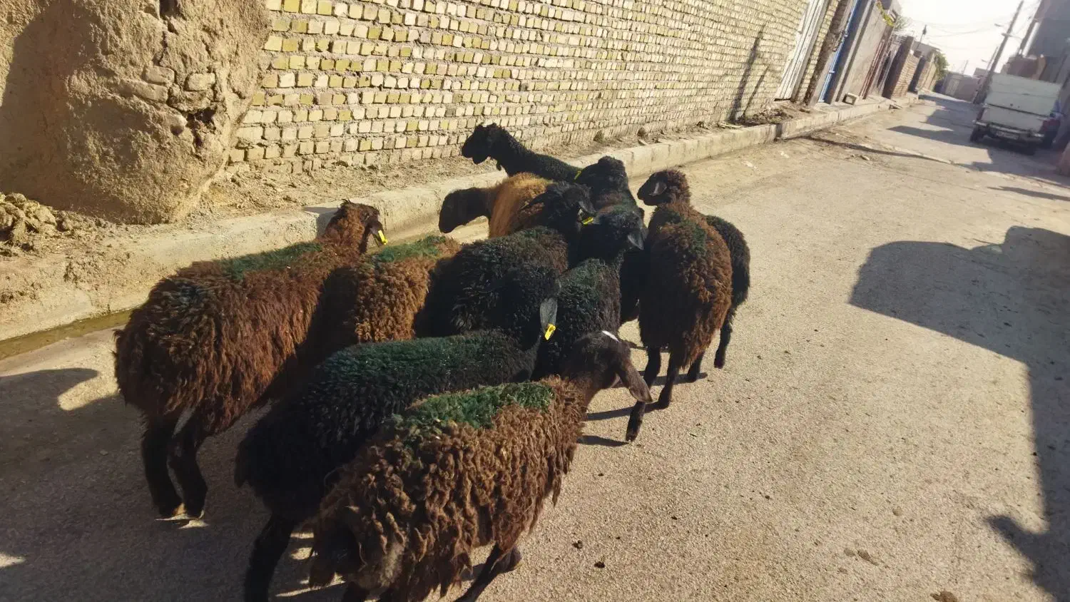 بره ماده سالم سلامت تضمینی|حیوانات مزرعه|قزوین, |دیوار