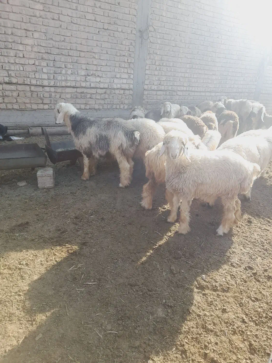 ۱۴ بره ریز چاق خوب تخت|حیوانات مزرعه|مرودشت, رودبال|دیوار