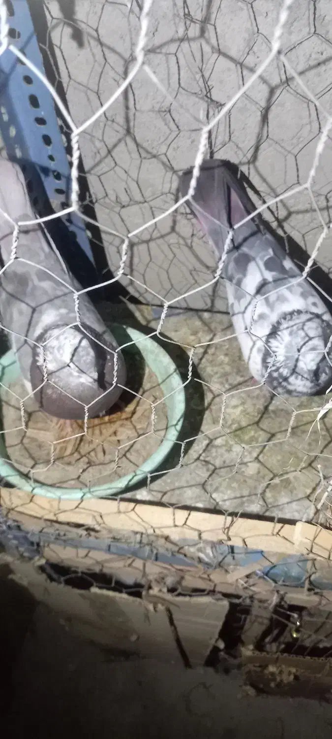 کفتر پرشی|پرنده|میناب, |دیوار