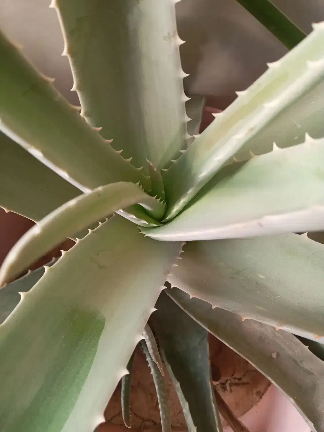 گل آلوئه ورا|گل و گیاه طبیعی|اراک, |دیوار