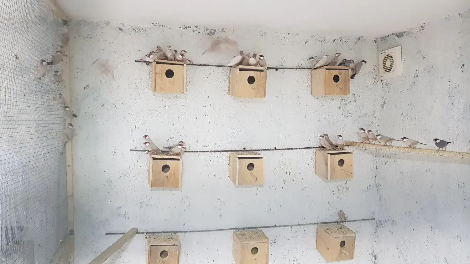 فنچ نرگسی|پرنده|تهران, مشیریه|دیوار