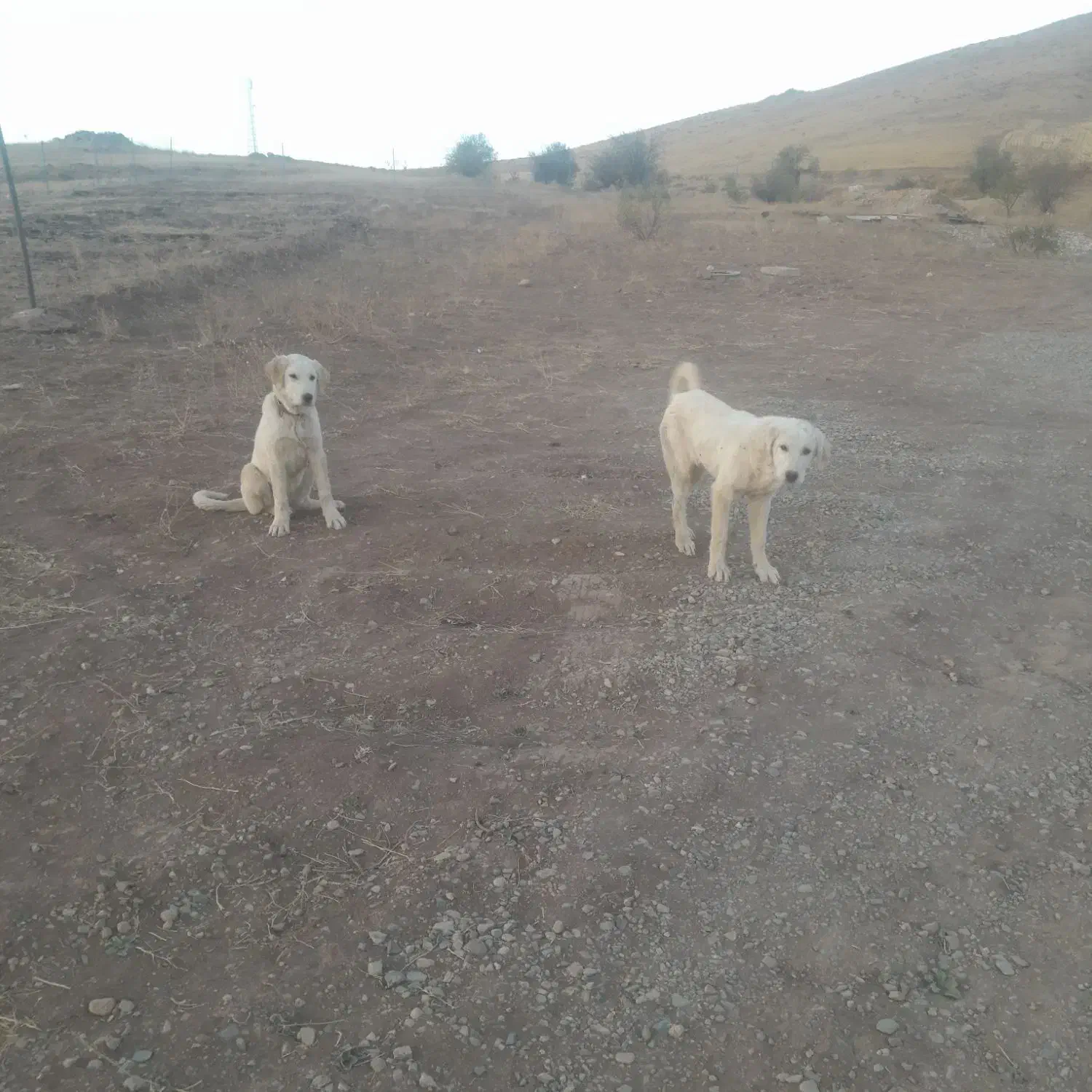 توله سگ ماده سرابی|سگ|ایجرود, |دیوار