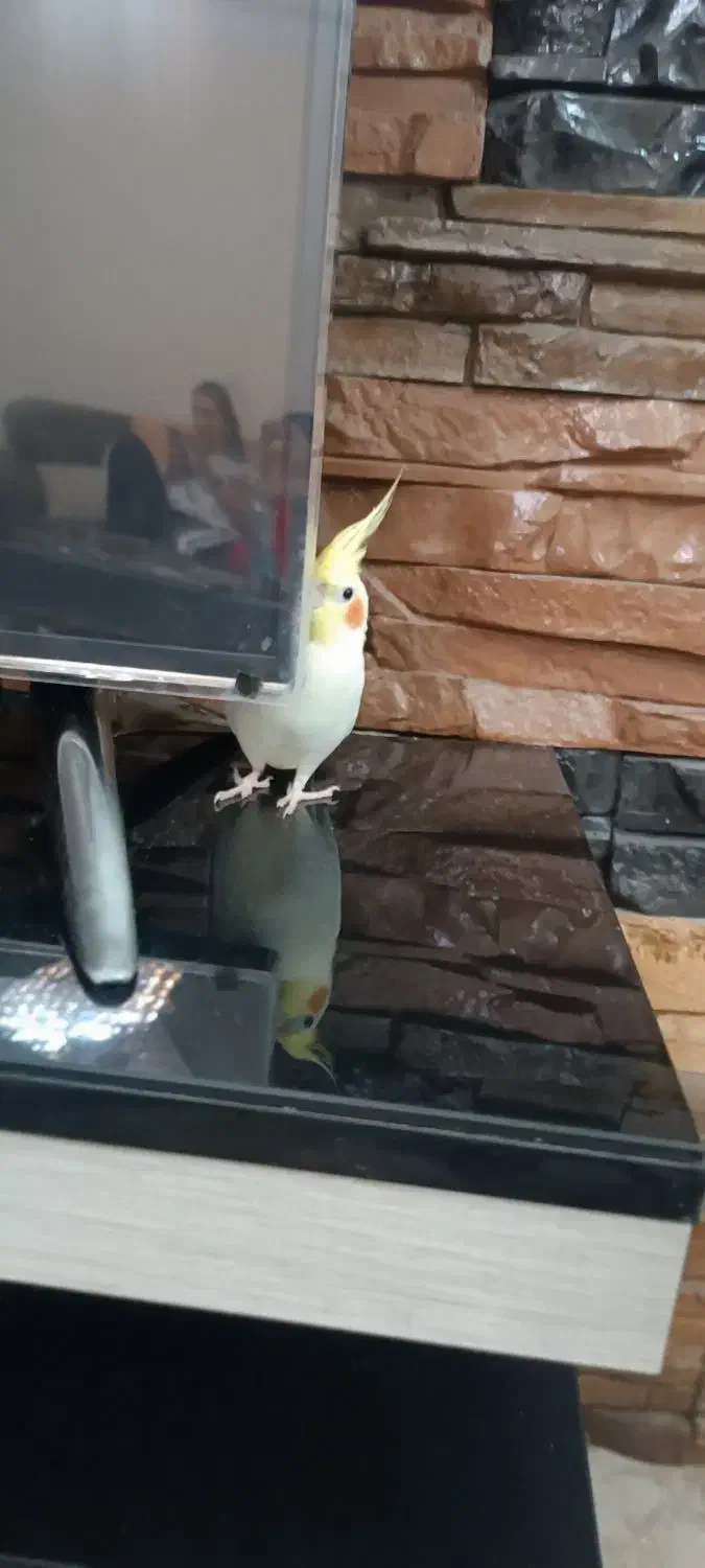 طوطی هلندی|پرنده|آستارا, |دیوار