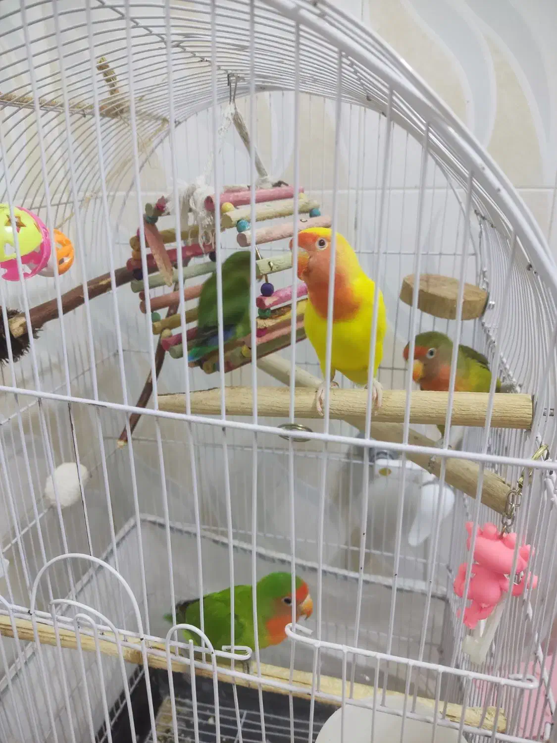 طوطی برزیلی|پرنده|محمدشهر, شهرک پیام (مهرالبرز)|دیوار