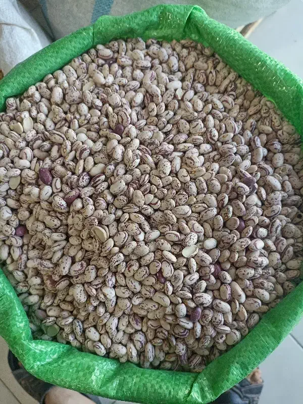 لوبیا چیتی بذر خمین عمده ۳۴۰ هزار تومن|خوردنی و آشامیدنی|دابودشت, |دیوار