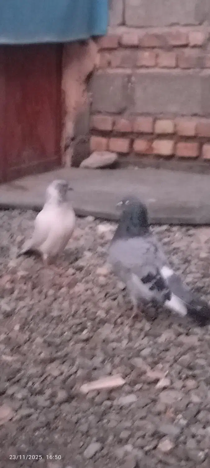 کبوتر|پرنده|ایرانشهر, |دیوار