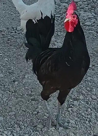 خروس محلی اصیل|حیوانات مزرعه|اهرم, |دیوار