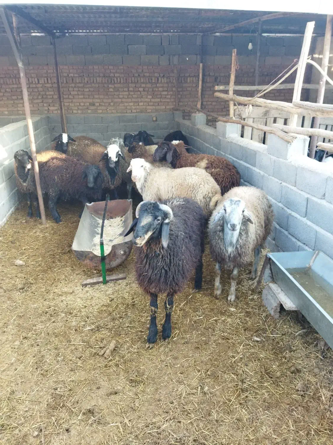 بره نر چاق در وزن های مختلف (میش.بز.شیشک)|حیوانات مزرعه|پیشوا, |دیوار