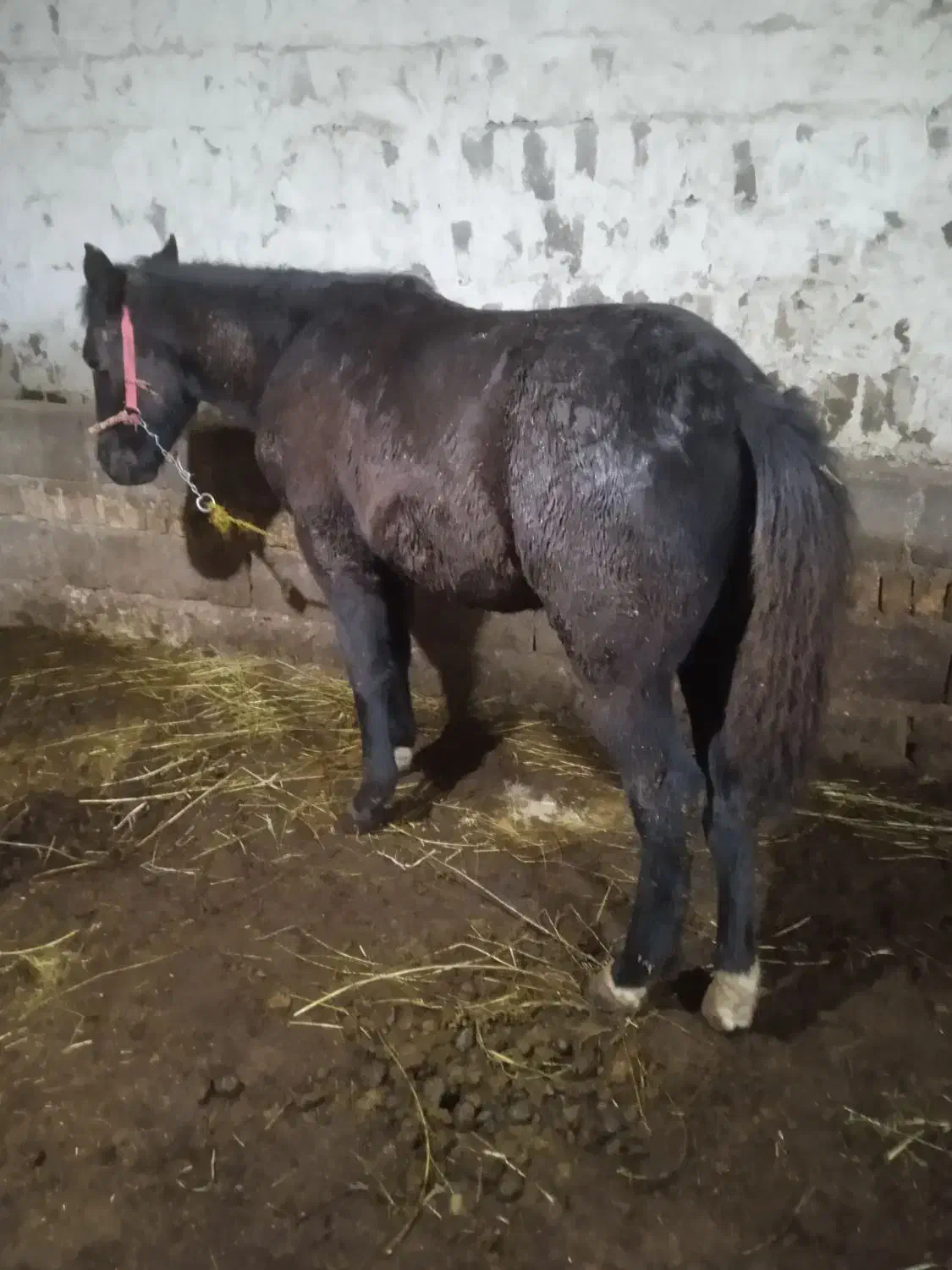 کره اسب نر یک ساله ورزشی|اسب و تجهیزات اسبسواری|ارومیه, |دیوار