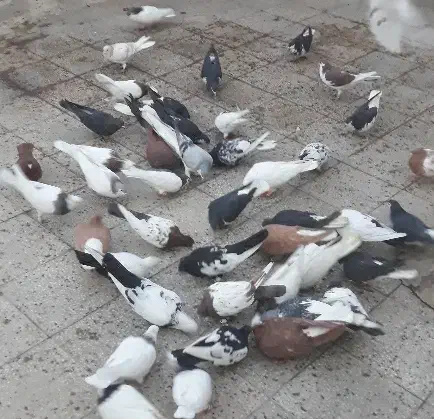 حیوون رنگه|پرنده|سبزوار, امیر کبیر|دیوار