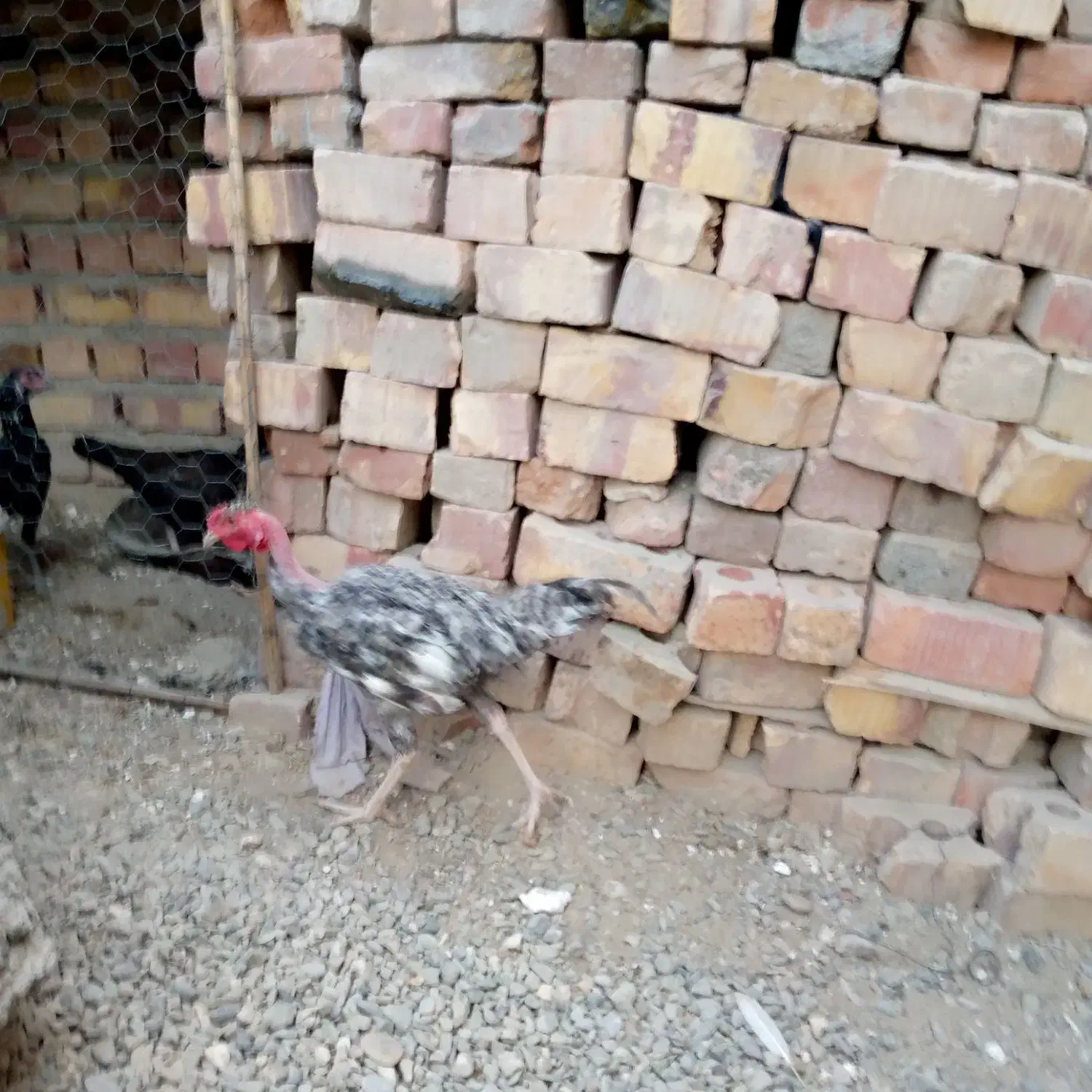 خروس گردن لخت|حیوانات مزرعه|ایرانشهر, |دیوار