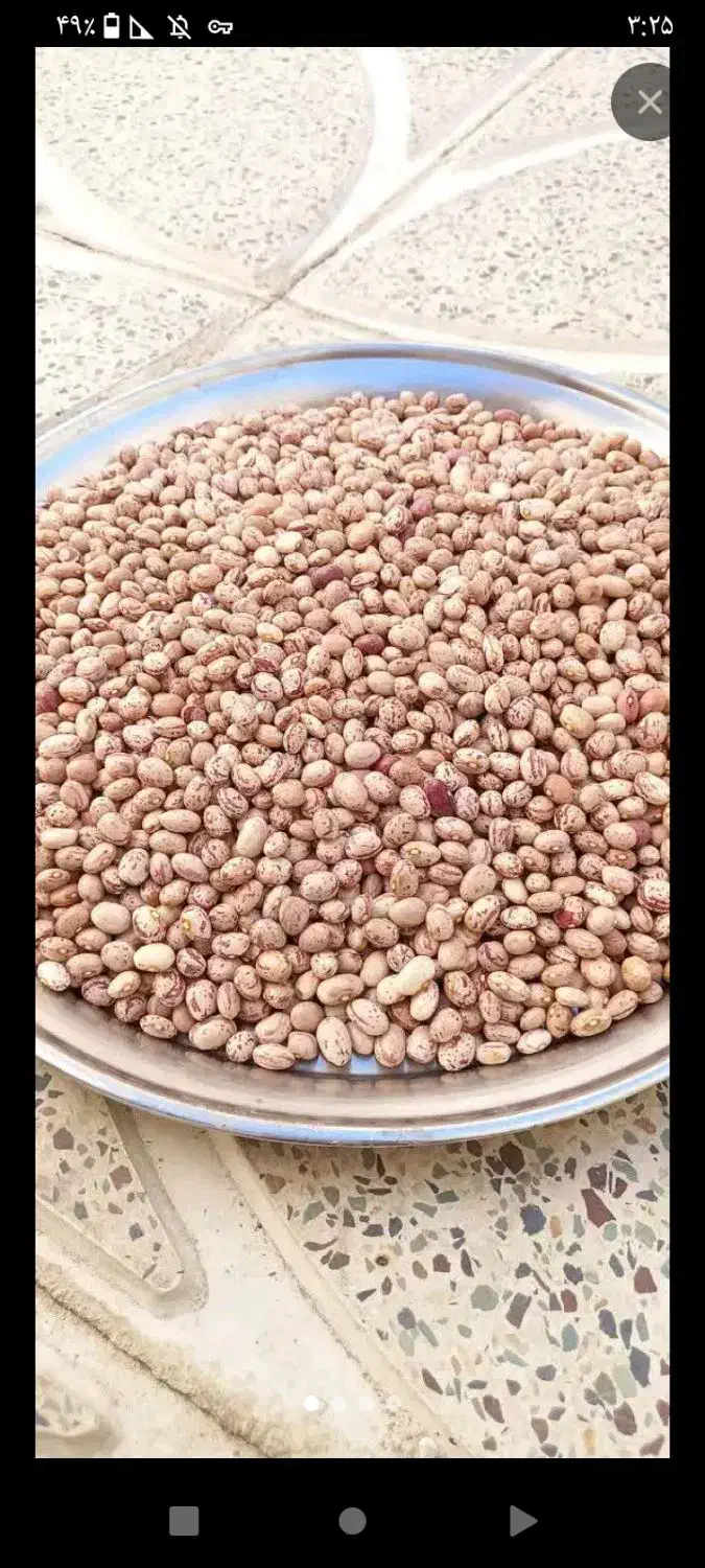 لوبیا چیتی|عمده‌فروشی|زالیان, |دیوار