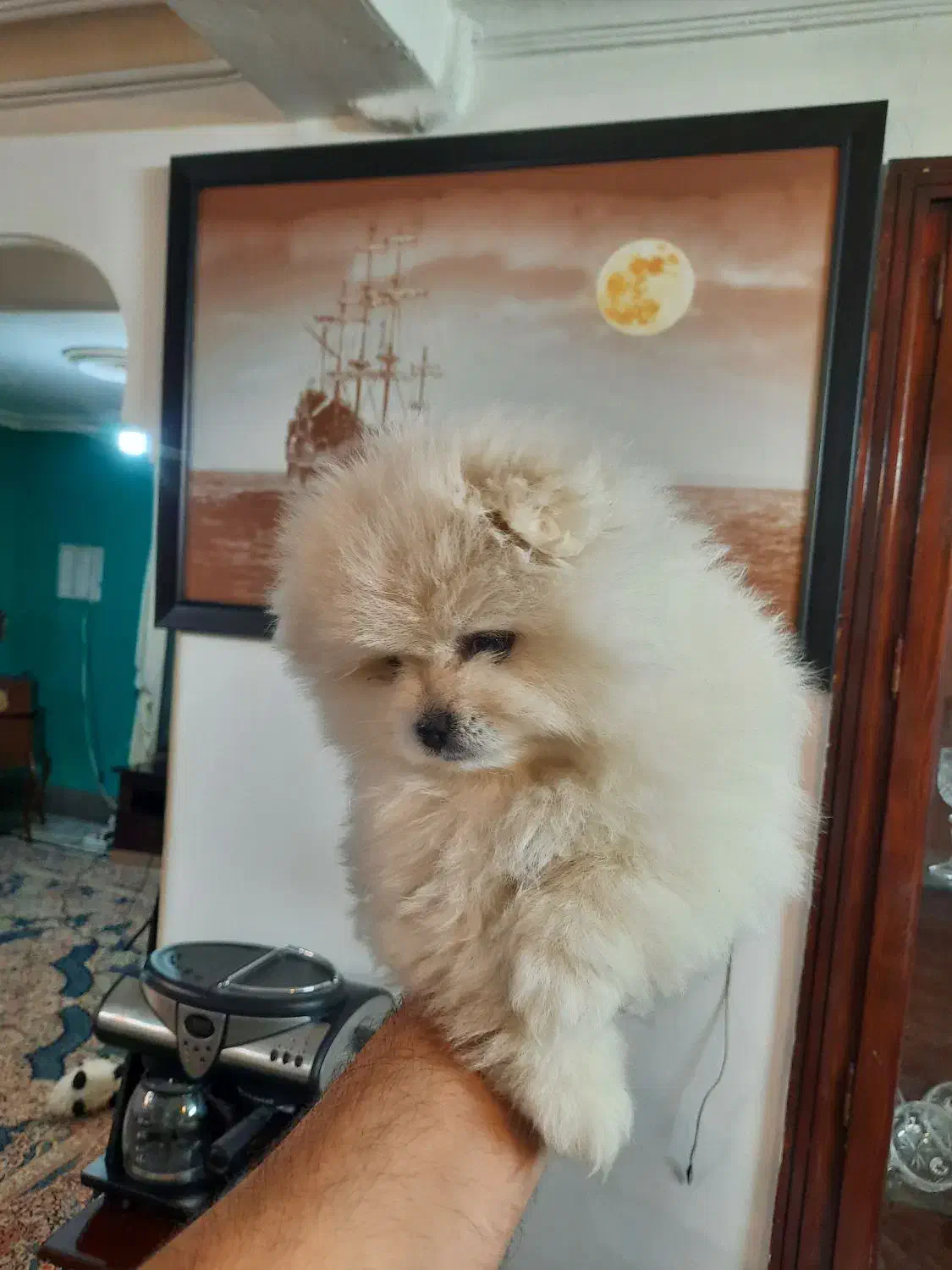 توله‌پامرین‌دوسر‌خرسی‌خالص|سگ|طرقبه, |دیوار