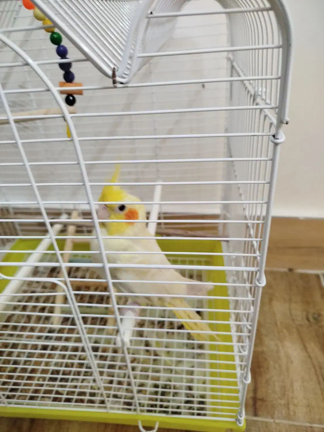 پرنده عروس هلندی|پرنده|مینودشت, |دیوار