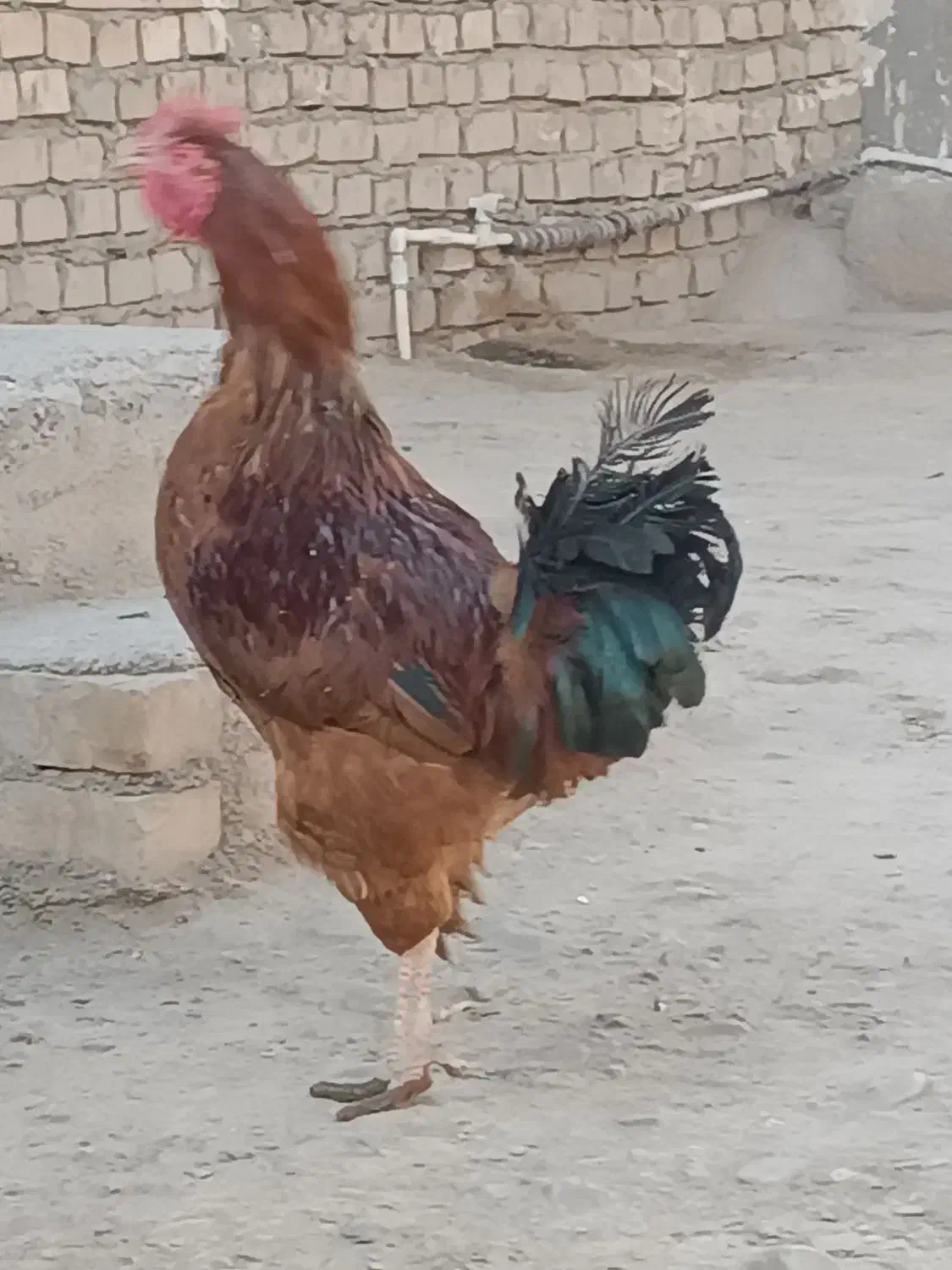 خروس|حیوانات مزرعه|فیروزه, |دیوار