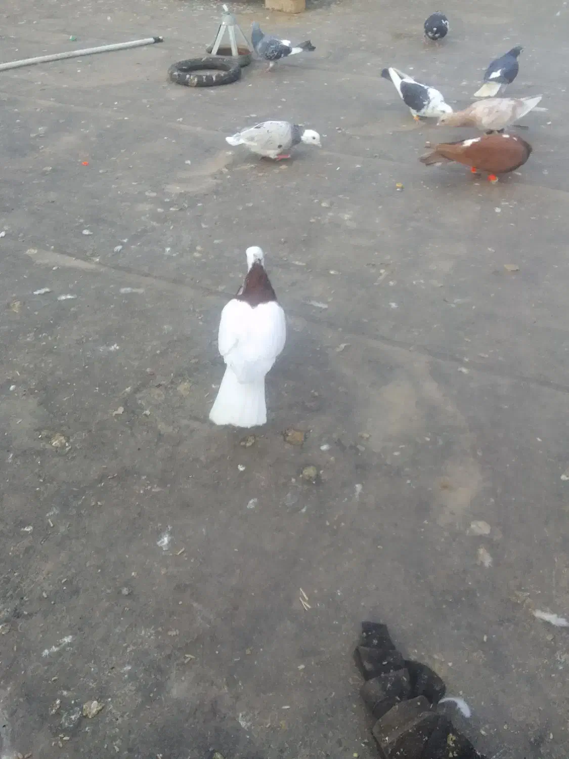 طوقی|پرنده|نیشابور, مازول|دیوار