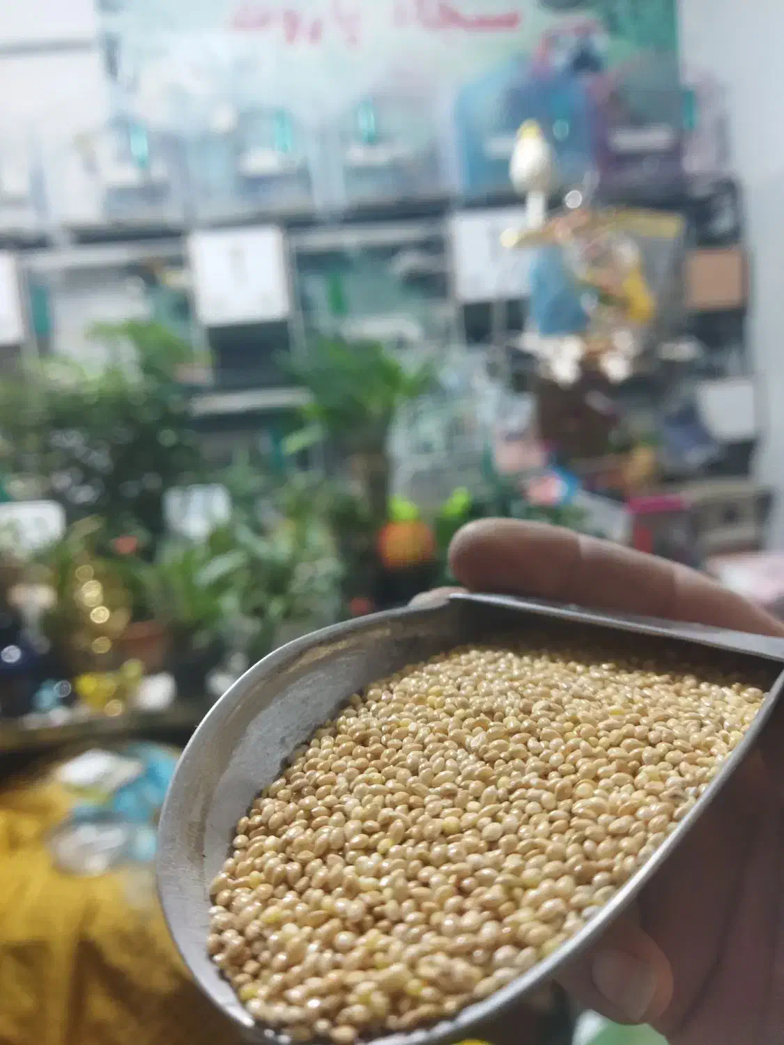 دان طوطی سانان|لوازم جانبی حیوانات|ارومیه, |دیوار