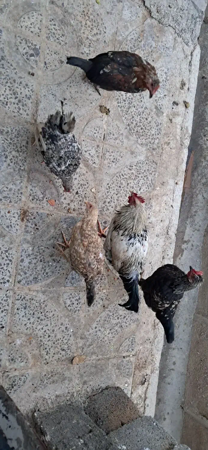 فروش ۵ عدد خروس جوان|حیوانات مزرعه|دهلران, |دیوار