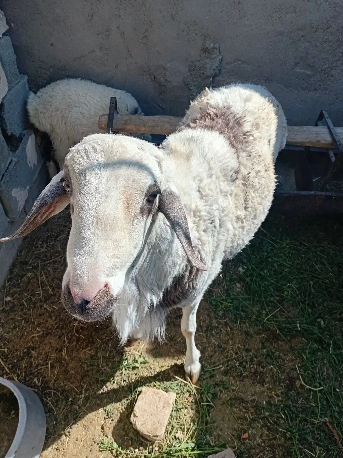 فروش شیشک دورگ چینی|حیوانات مزرعه|شهر بابک, |دیوار