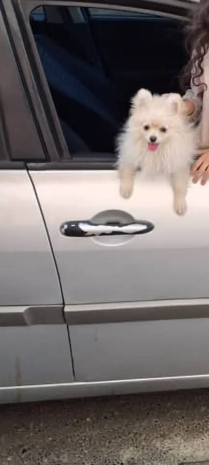 سگ پامر|سگ|فردیس, نسترن شرقی|دیوار