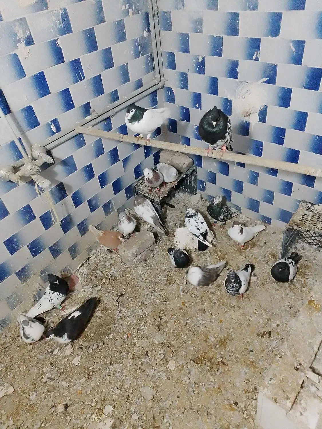 20عدد کفتر جفتگاه پرشی نر ماده فروشی|پرنده|زبرخان, |دیوار