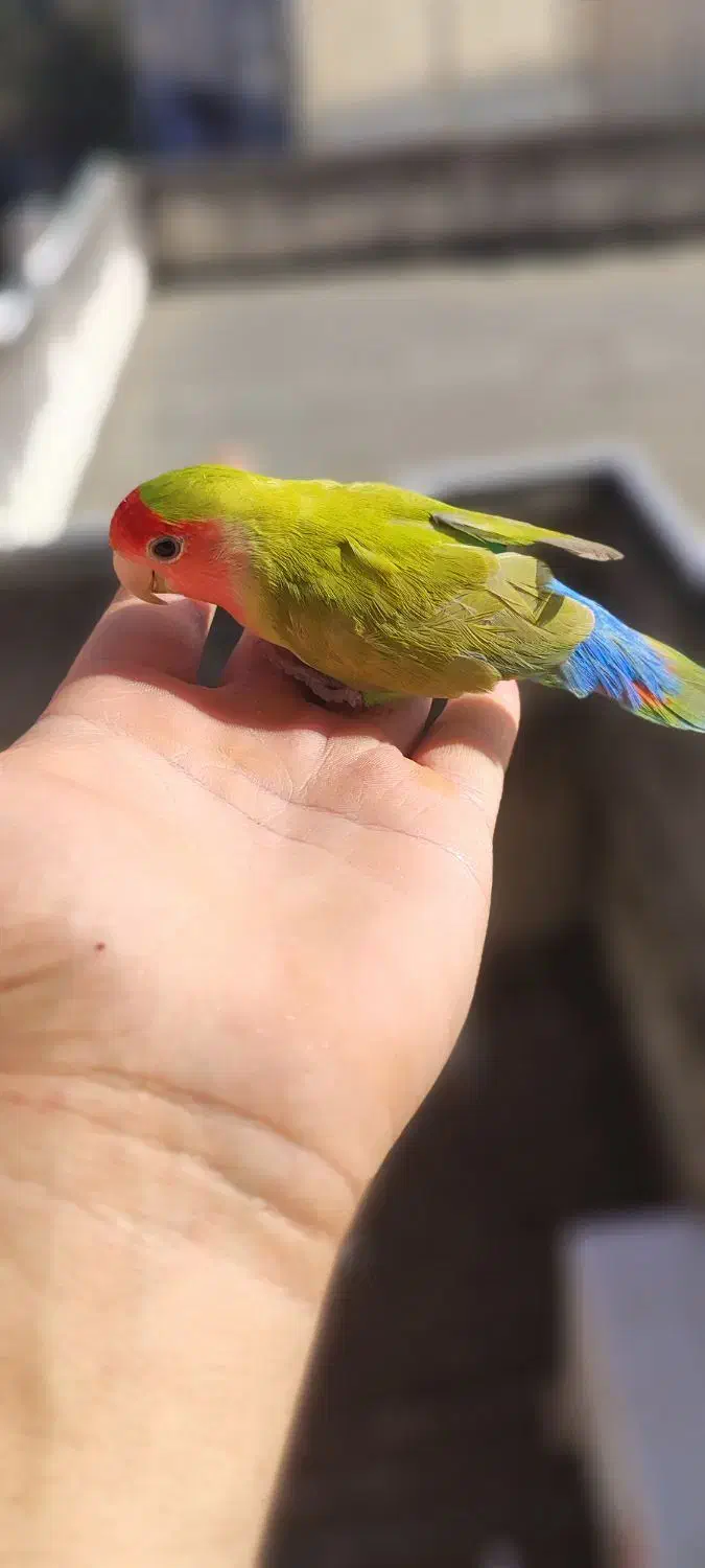 طوطی برزیلی رام رام نر مست|پرنده|رضوانشهر, |دیوار