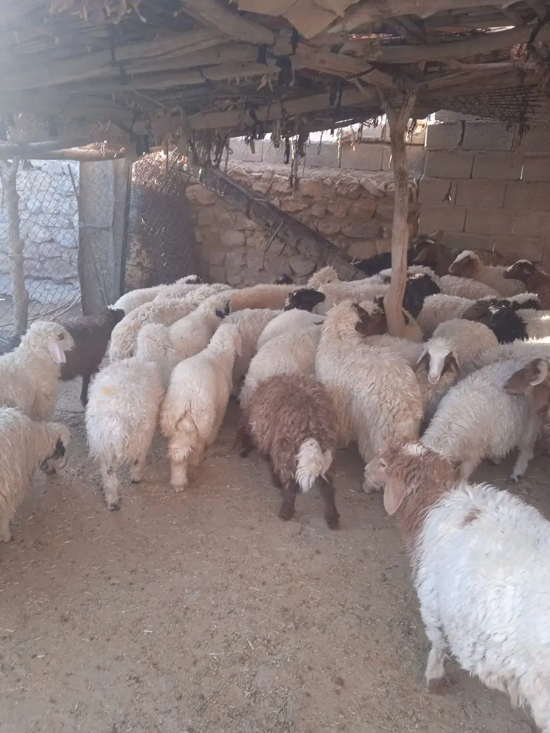 بره صادراتی|حیوانات مزرعه|آبدانان, |دیوار