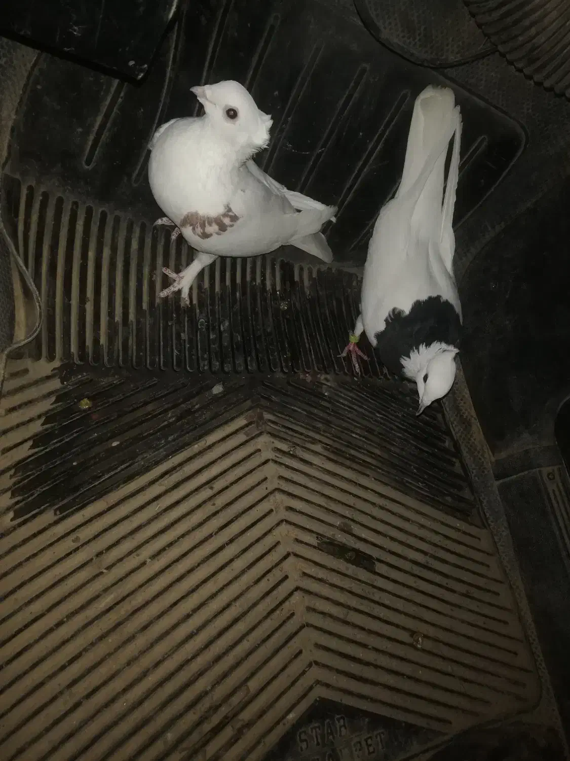 کبوتر فروشی|پرنده|زاینده رود, |دیوار