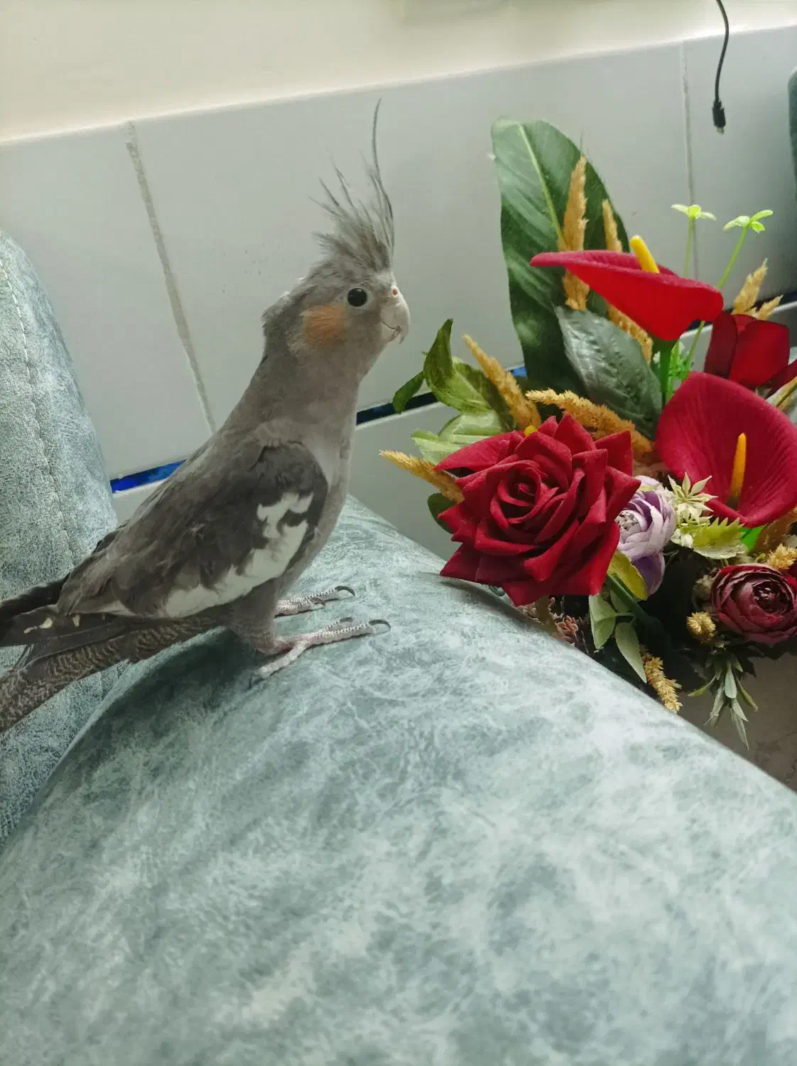 عروس هلندی ۵ ماهه سخنگو|پرنده|خمین, |دیوار