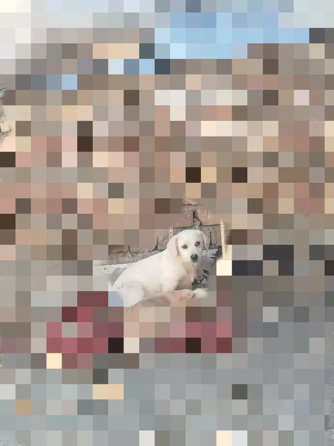 سگ اشپیتز|سگ|اسدآباد, |دیوار