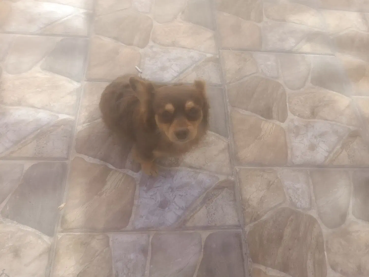 واگذاری سگ شناسنامه دار|سگ|سیرجان, |دیوار