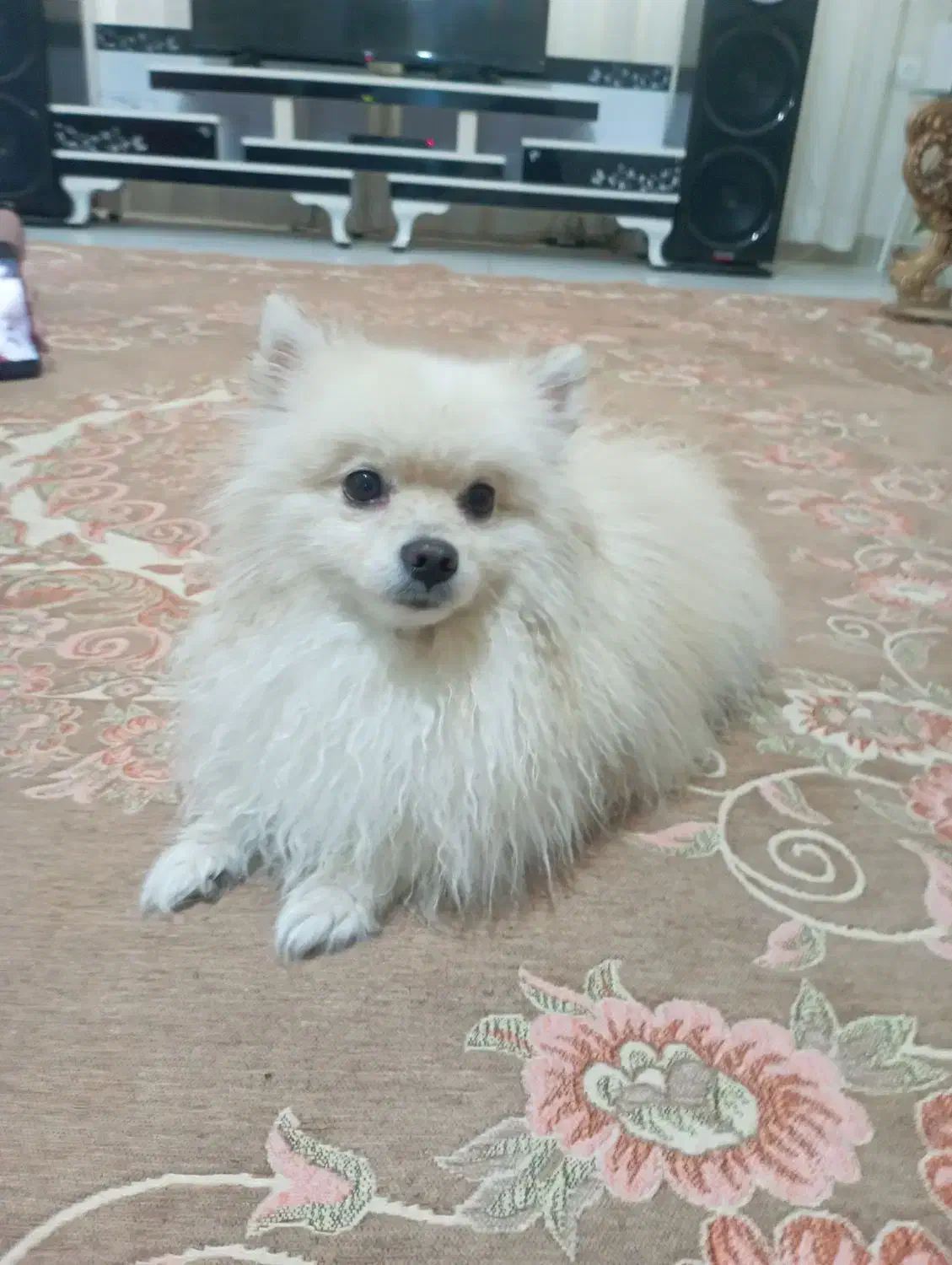 پامرین خرسی|سگ|تهران, وردآورد|دیوار