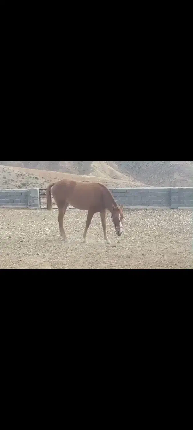 کره مادیان|اسب و تجهیزات اسبسواری|شیروان (خراسان), |دیوار