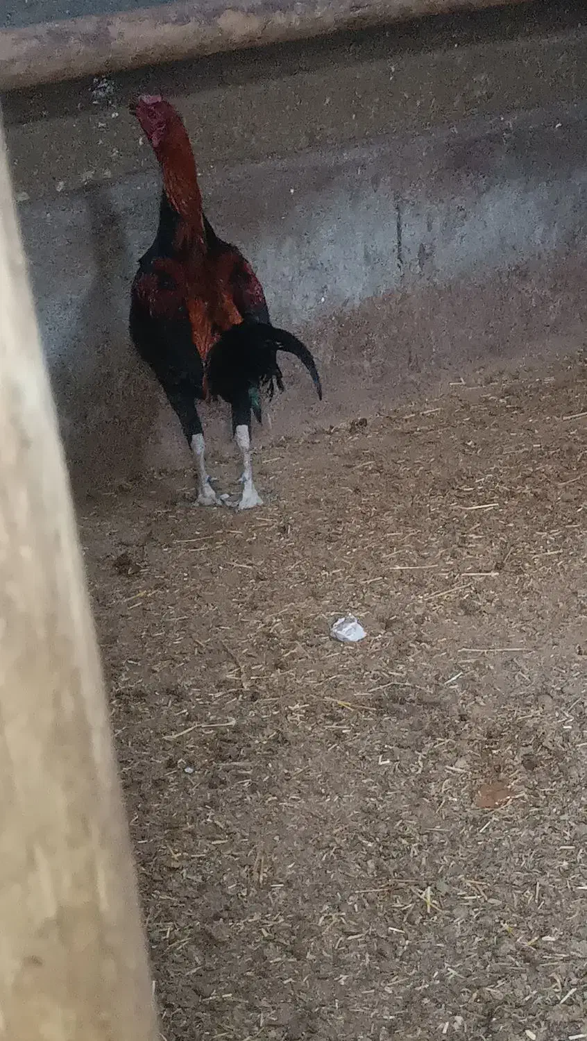 خروس لاری|حیوانات مزرعه|مشهد, وکیل‌آباد|دیوار