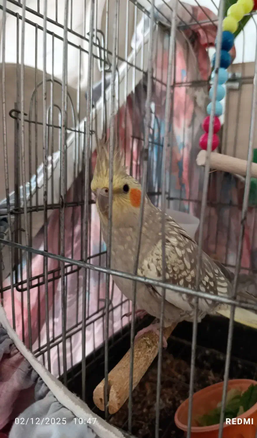 طوطی عروس هلندی|پرنده|قیدار, |دیوار