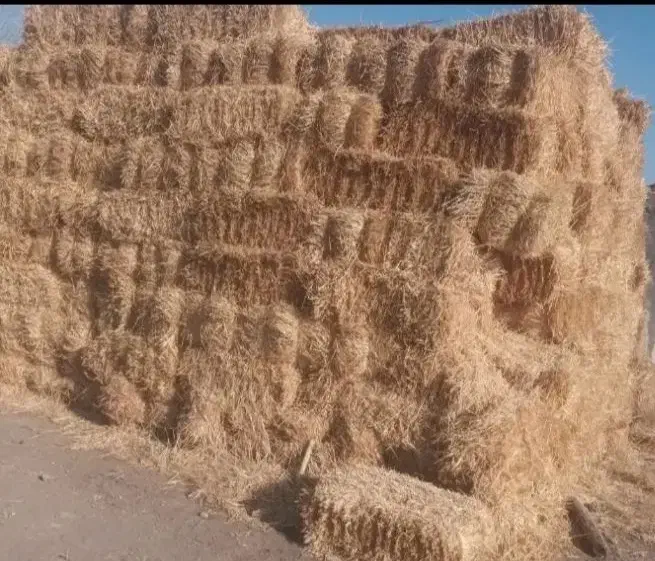 کاه جو|حراج|اردبیل, |دیوار