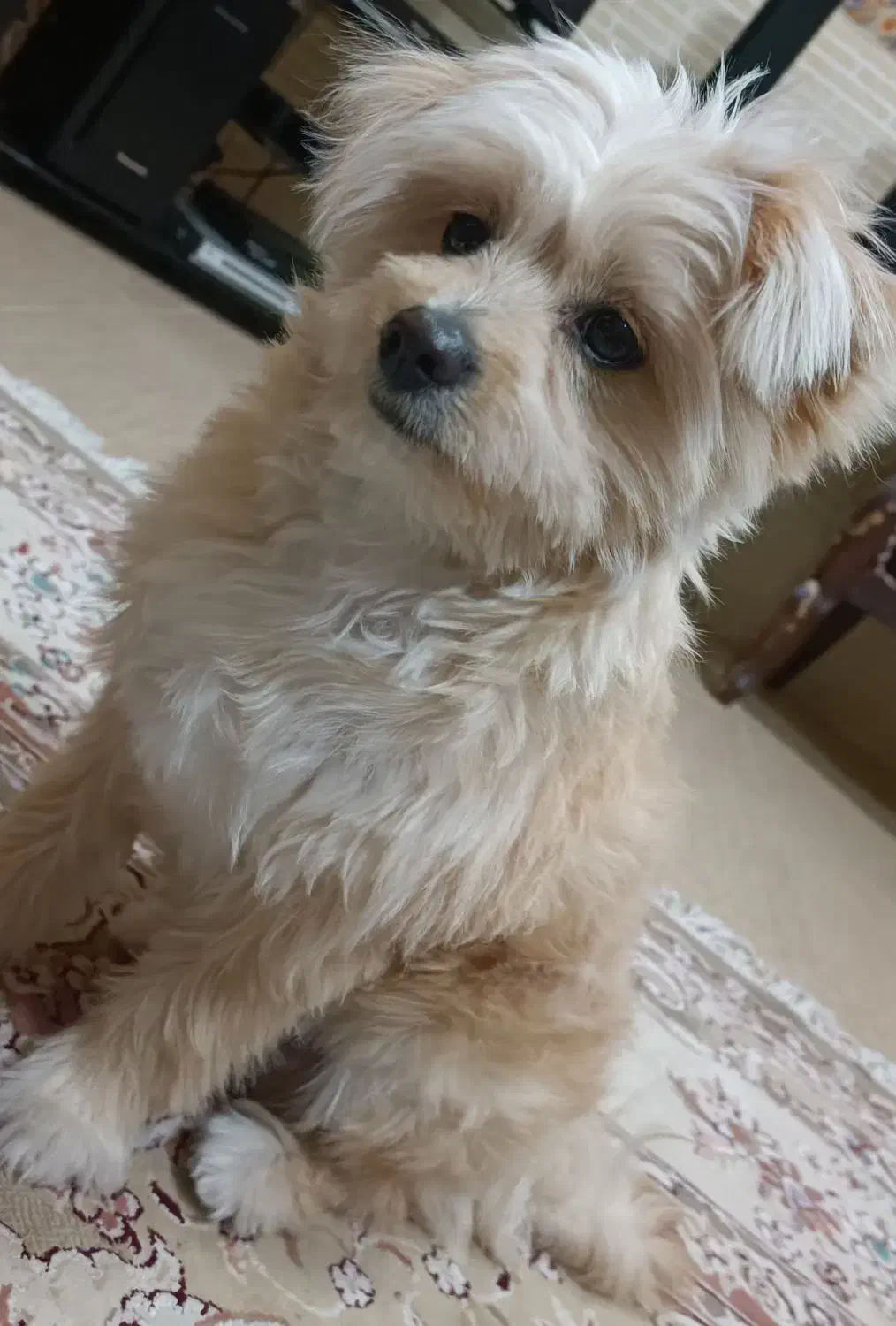 سگ دورگه اشپیتز پامر|سگ|لنجان, |دیوار