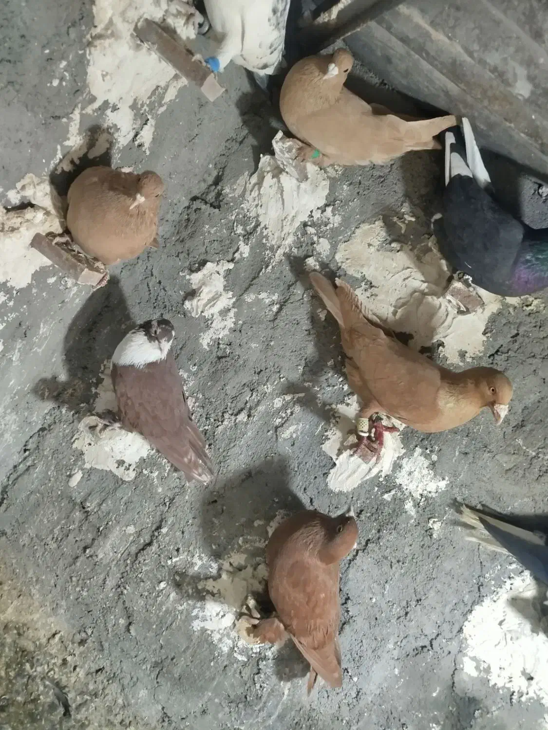 زرد گلی|پرنده|ماهان, |دیوار