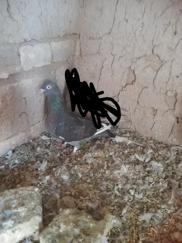کبوتر جوین|پرنده|جوین, |دیوار